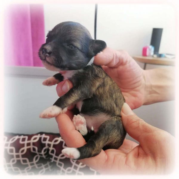 04 FEMELLE HOUPPETTE 04 FEMELLE HOUPPETTE