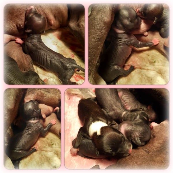 chiots avril 2021 chiots avril 2021